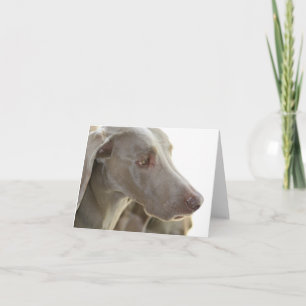 Uttråkade Weimaraner noterar kortet Kort