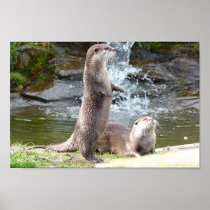 Uttrar vid en vattenfall poster