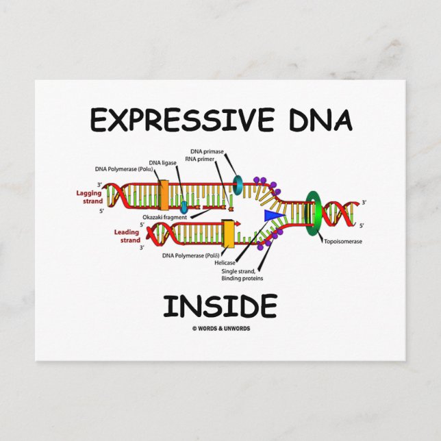 Uttryckligt DNA inuti (DNA-replikering) Vykort (Framsida)