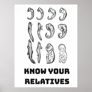 Utvecklingsembryogenes Poster