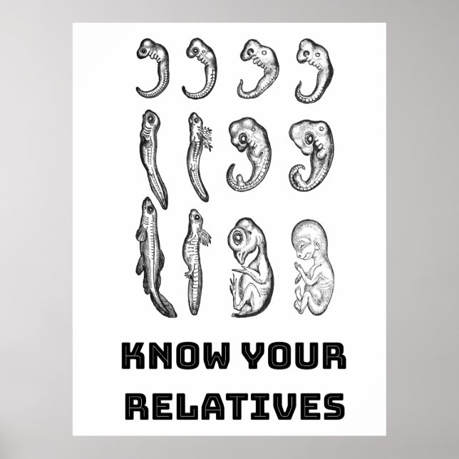 Utvecklingsembryogenes Poster (Framsidan)