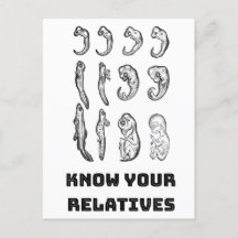 Utvecklingsembryogenes