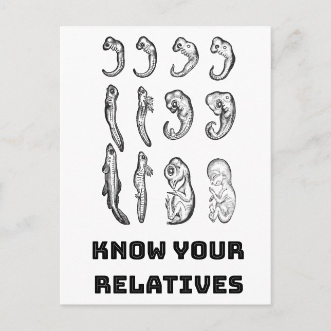 Utvecklingsembryogenes Vykort (Framsida)