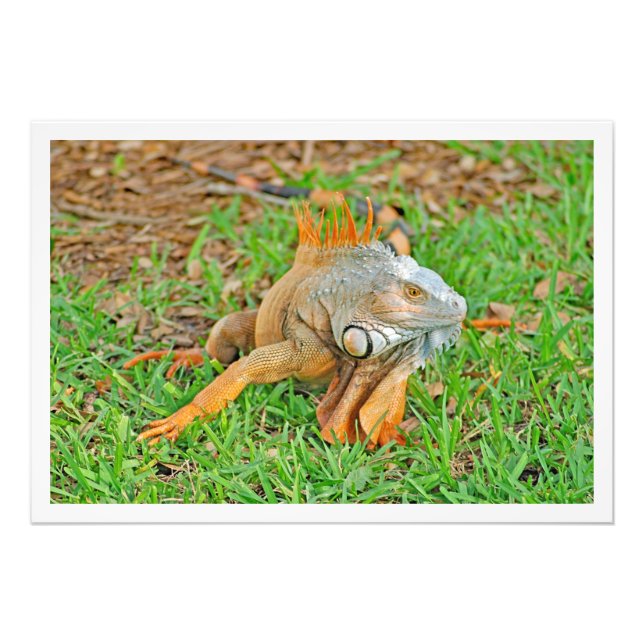 Utvidgning av foto (Framsidan)