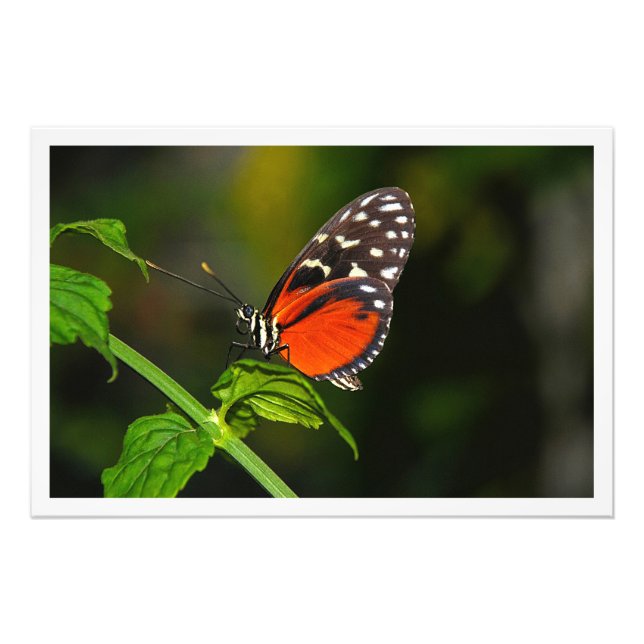 Utvidgning av foto (Framsidan)