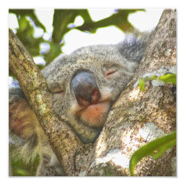 Utvidgning av fotofoto i Koala Fototryck