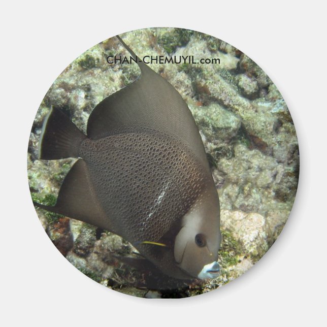 UW Angel Fish Magnet: chan-chemuyil.com Magnet (Framsidan)