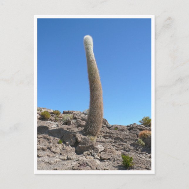 uyuni kaktusar upp vykort (Framsida)