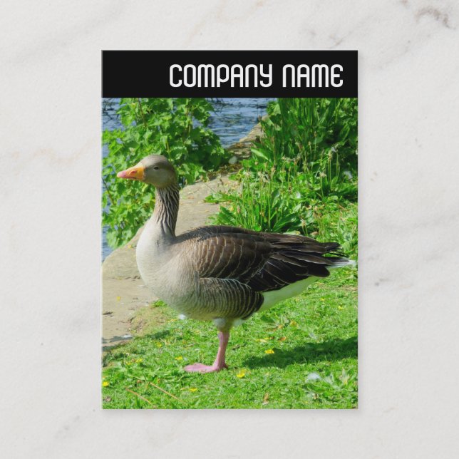 V Header - Greylag Goose Visitkort (Framsida)