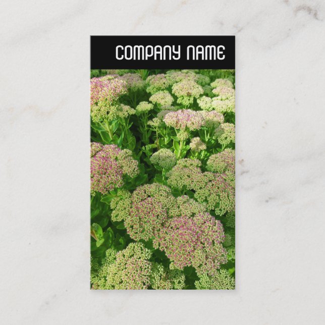 V Header - Sedum "Autumn Joy" Visitkort (Framsida)