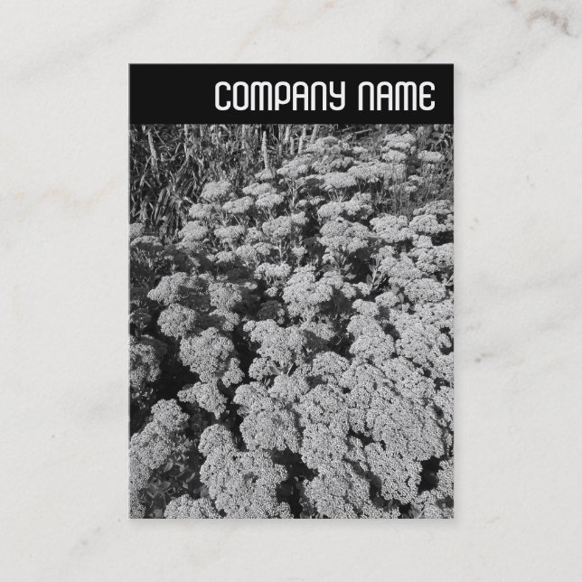 V Header - Sedum "Autumn Joy" Visitkort (Framsida)