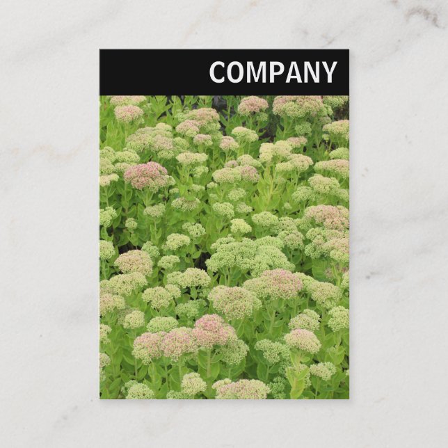 V Header - Sedum (höstglädjen) Visitkort (Framsida)