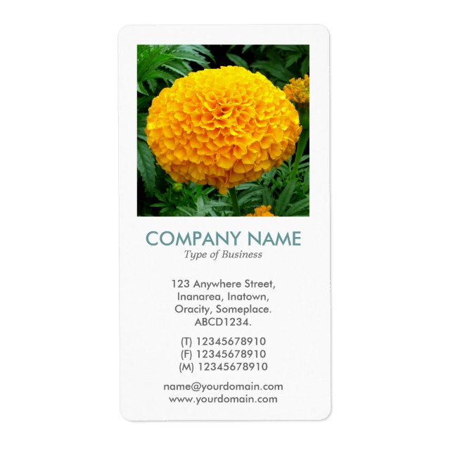 V Square Photo - Chrysanthemum II Fraktsedel (Framsidan)