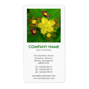 V Square Photo - Hypericum perforatum Fraktsedel