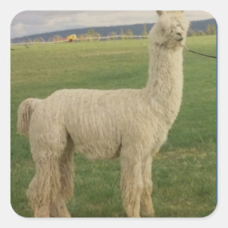 Va Va Voom Alpaca Sticker Fyrkantigt Klistermärke