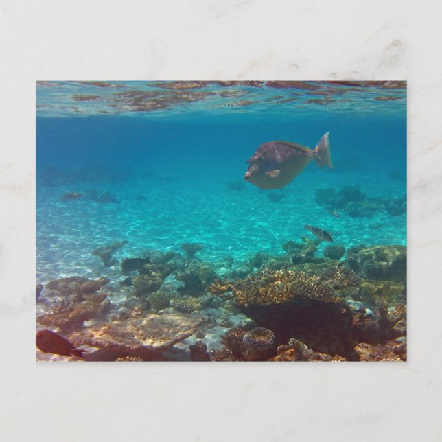 Va?? Vykort (Framsida)