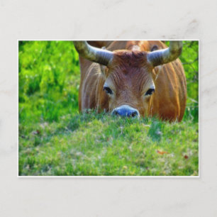 vaca vykort