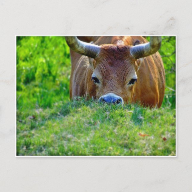 vaca vykort (Framsida)