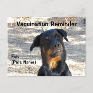 Vaccinationspåminnelse Rottweiler-vykort Vykort