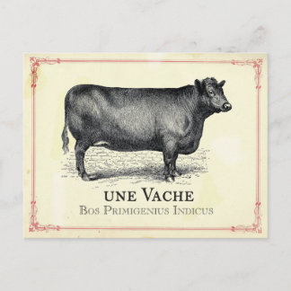 Vache Cow Vykort