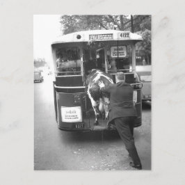 Vache dans le tramway vykort