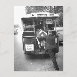 Vache dans le tramway vykort