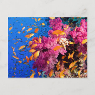 Vackal Coral Reef Naturescape Vykort