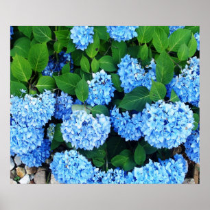 Vackblå Hydrangeas Poster