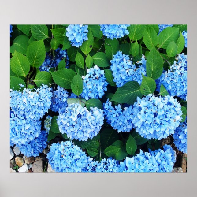 Vackblå Hydrangeas Poster (Framsidan)