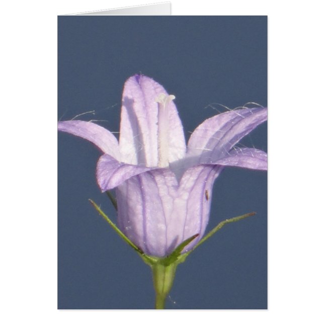 Vackblå klockblomma hälsningskort (Framsidan)