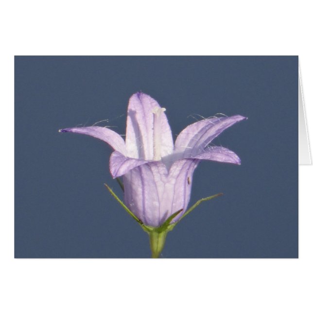 Vackblå klockblomma hälsningskort (Framsidan Horizontal)