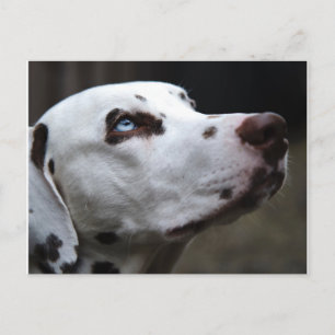 Vackbrun och vit Dalmatien Vykort