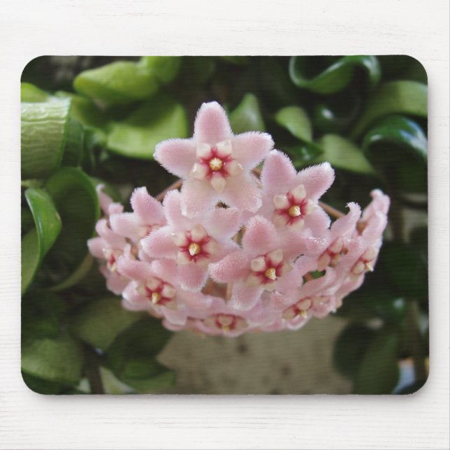 Vacker African Violet Musmatta (Framsidan)