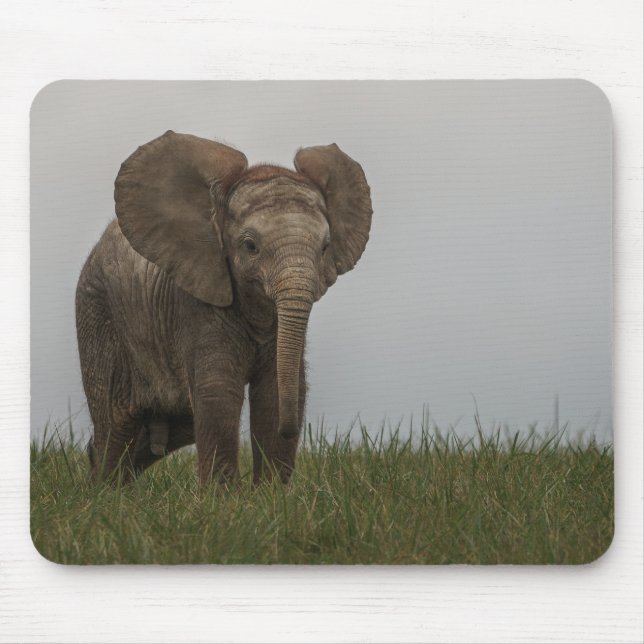 Vacker afrikansk Bush Elephant Musmatta (Framsidan)