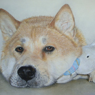 vacker akita-hund med omtänksamma uttryck vykort