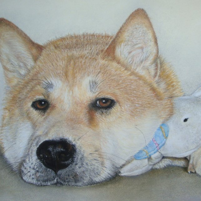 vacker akita-hund med omtänksamma uttryck vykort (Skapare uppladdad)
