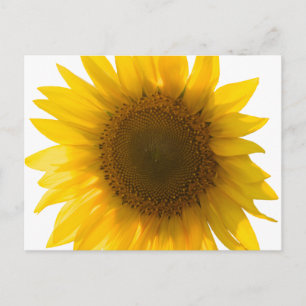 Vacker äkta solrosfoto minimalistiskt mönster vykort