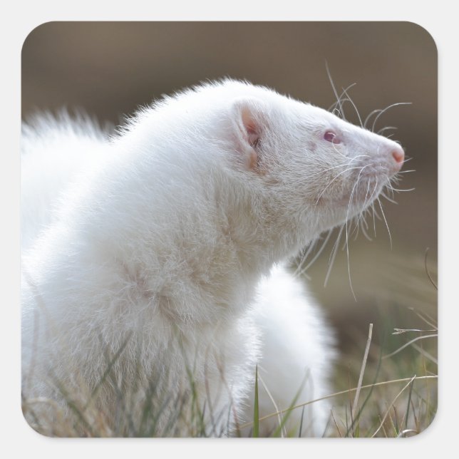 Vacker Albino Ferret Fyrkantigt Klistermärke (Framsida)