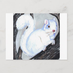 Vacker Albino Squirrel Vykort