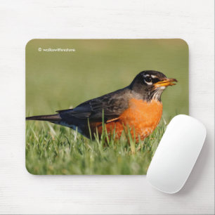 Vacker amerikansk Robin i Winter Grass Musmatta