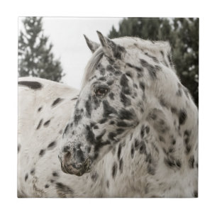 Vacker Appaloosa Horse Kakelplatta