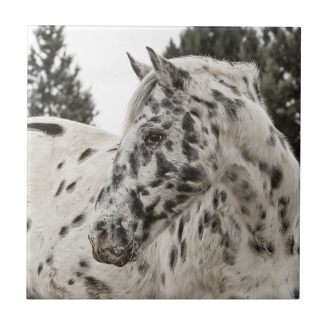 Vacker Appaloosa Horse Kakelplatta (Framsidan)