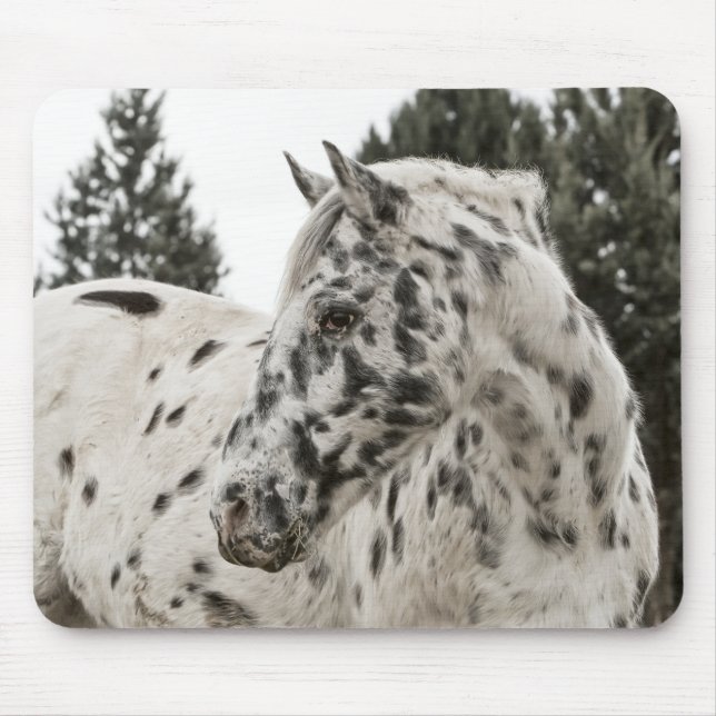 Vacker appaloosa Horse, Western, Appy Musmatta (Framsidan)