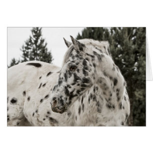 Vacker appaloosa Horse, Western, Appy OBS Kort
