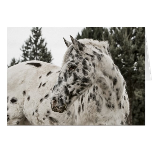 Vacker appaloosa Horse, Western, Appy OBS Kort (Framsidan Horizontal)
