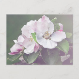 Vacker äppelträd blommar vår postkort vykort