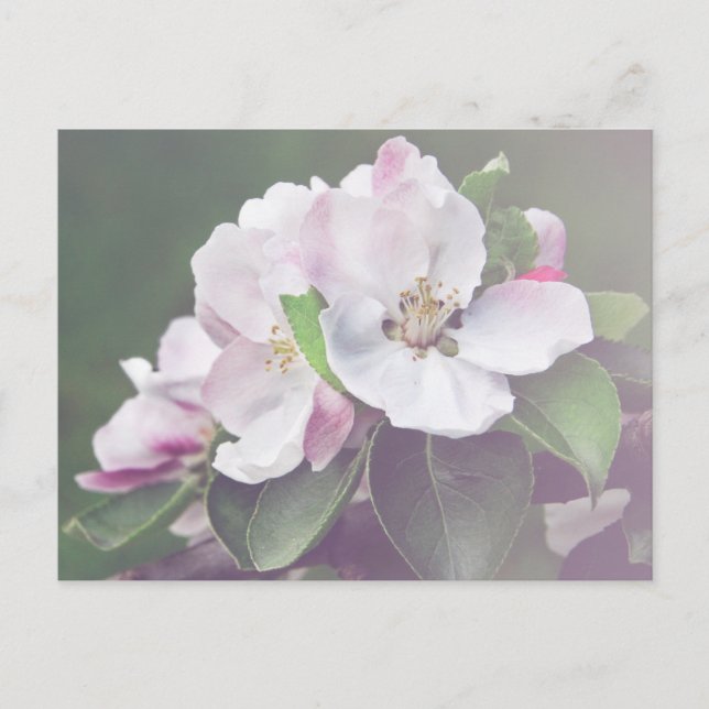 Vacker äppelträd blommar vår postkort vykort (Framsida)