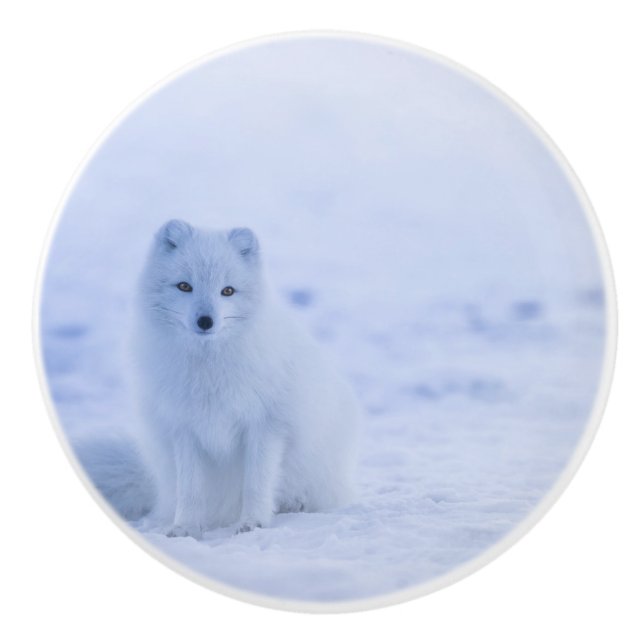 Vacker arktisk räv knopp (Framsidan)