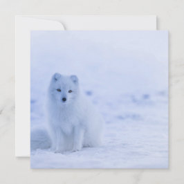 Vacker arktisk räv kort
