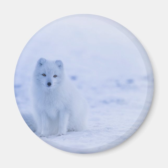 Vacker arktisk räv magnet (Framsidan)